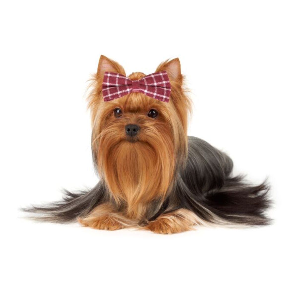 Canine Costume Dickie Bows Sparkle 10-Pack Assorted, Show Tech