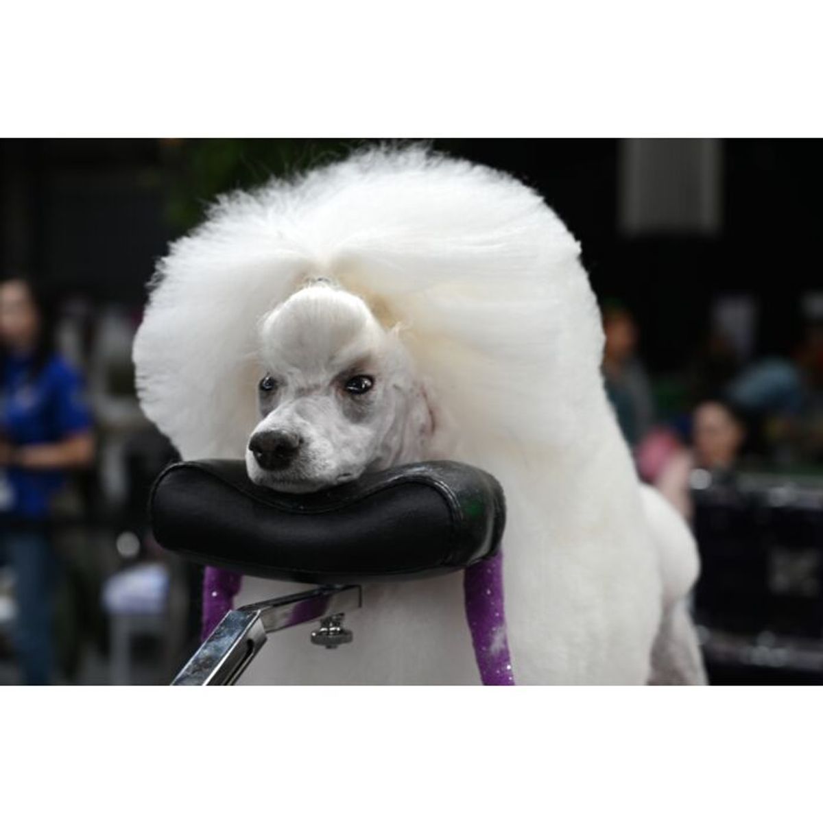 Pro Comfort Rest, Groom-X