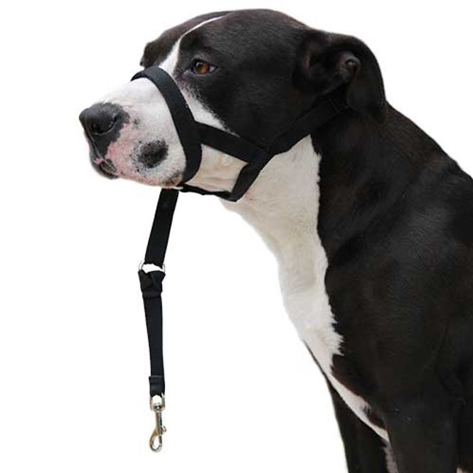 Hovedbilde Dog Guider Hundefører Bånd 27-34cm 20cm, Ibanez