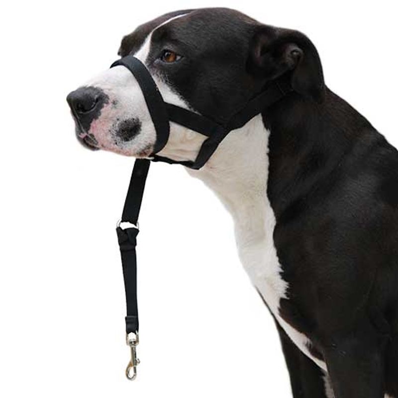 Dog Guider Hundefører Bånd 38-50cm 37cm, Ibanez