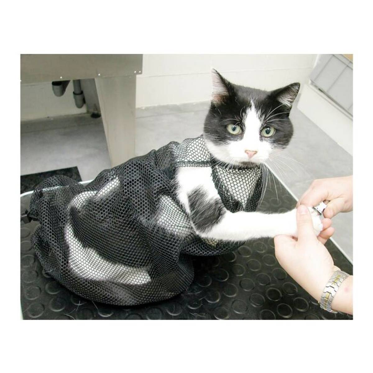 Cat Bag, ShowTech - 