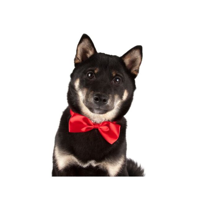 Hovedbilde Canine Costume Dickie Bows Multicolor 10-pack ...