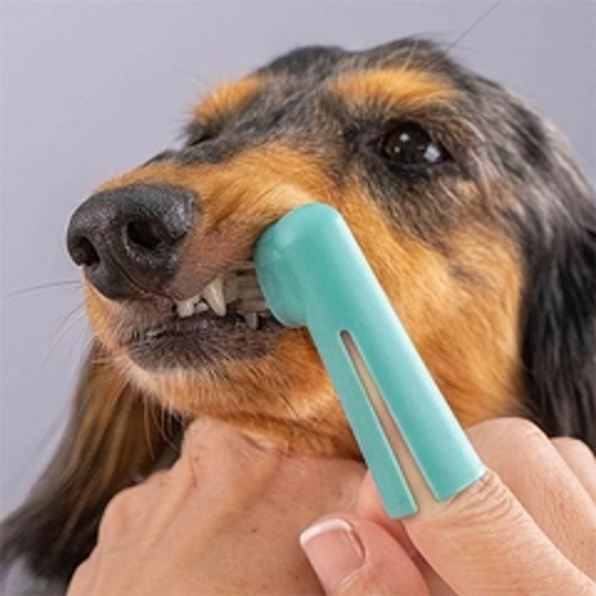 Tann og gummi Finger Brush, Ibanez