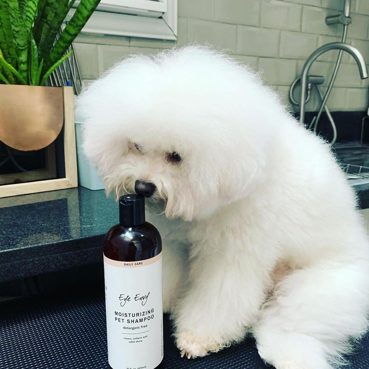 Pet Shampo 237 ml, Evy-Envy