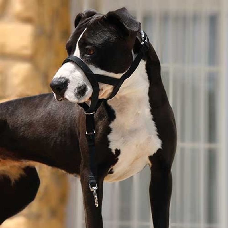 Dog Guider Hundefører Bånd 38-50cm 37cm, Ibanez